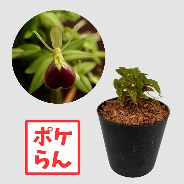 ポケらん Epi porpaxの画像