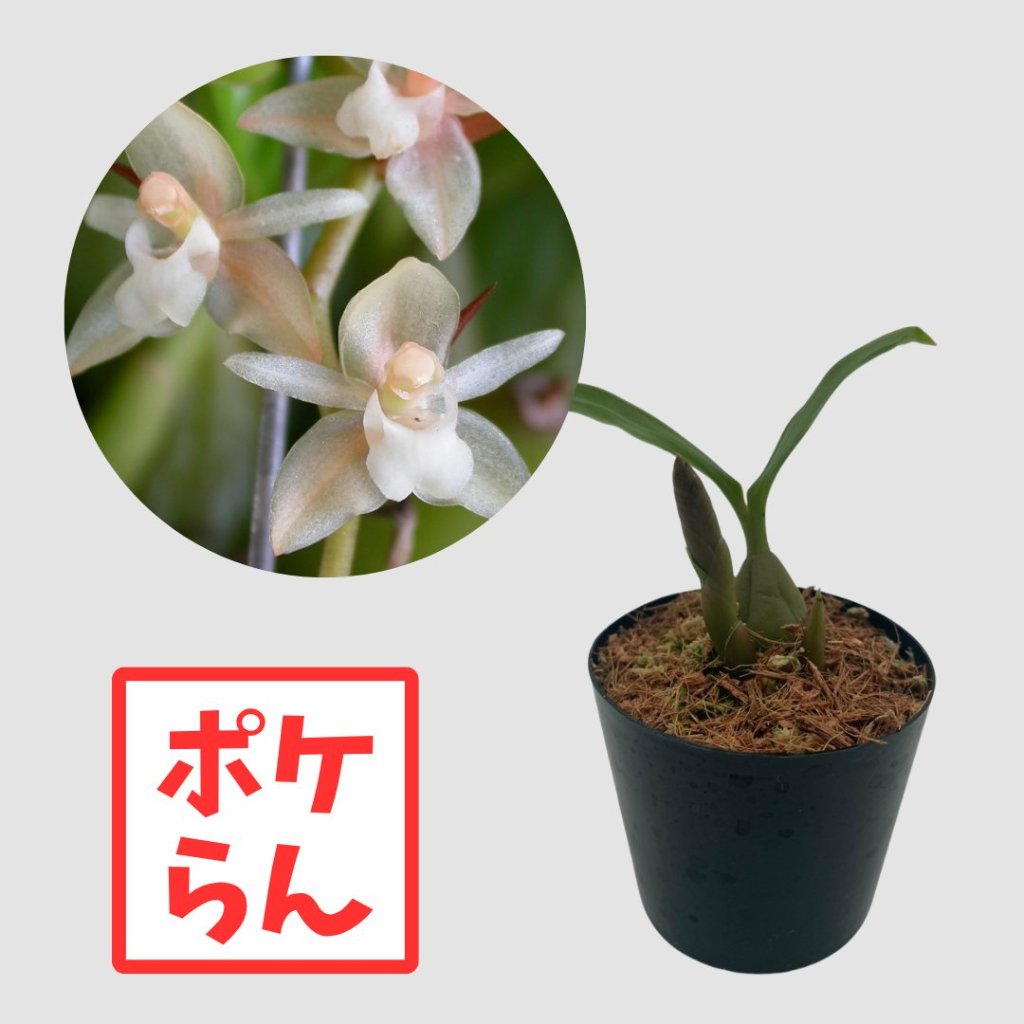 ポケらん Pholidota chinensisの画像