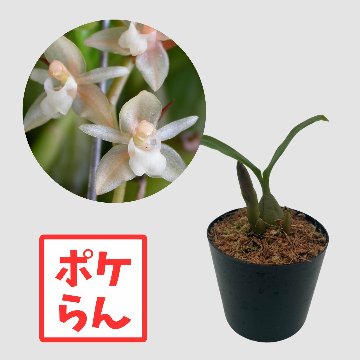 ポケらん Pholidota chinensisの画像