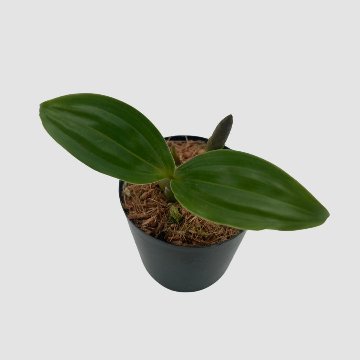 ポケらん Pholidota chinensisの画像