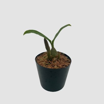 ポケらん Pholidota chinensisの画像
