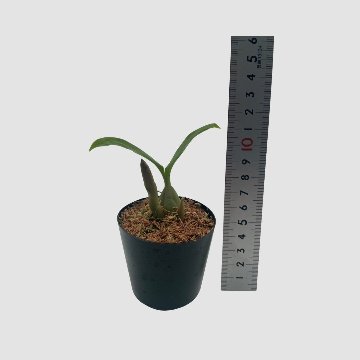 ポケらん Pholidota chinensisの画像