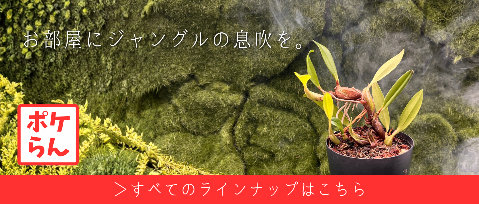 ポケらんLP
