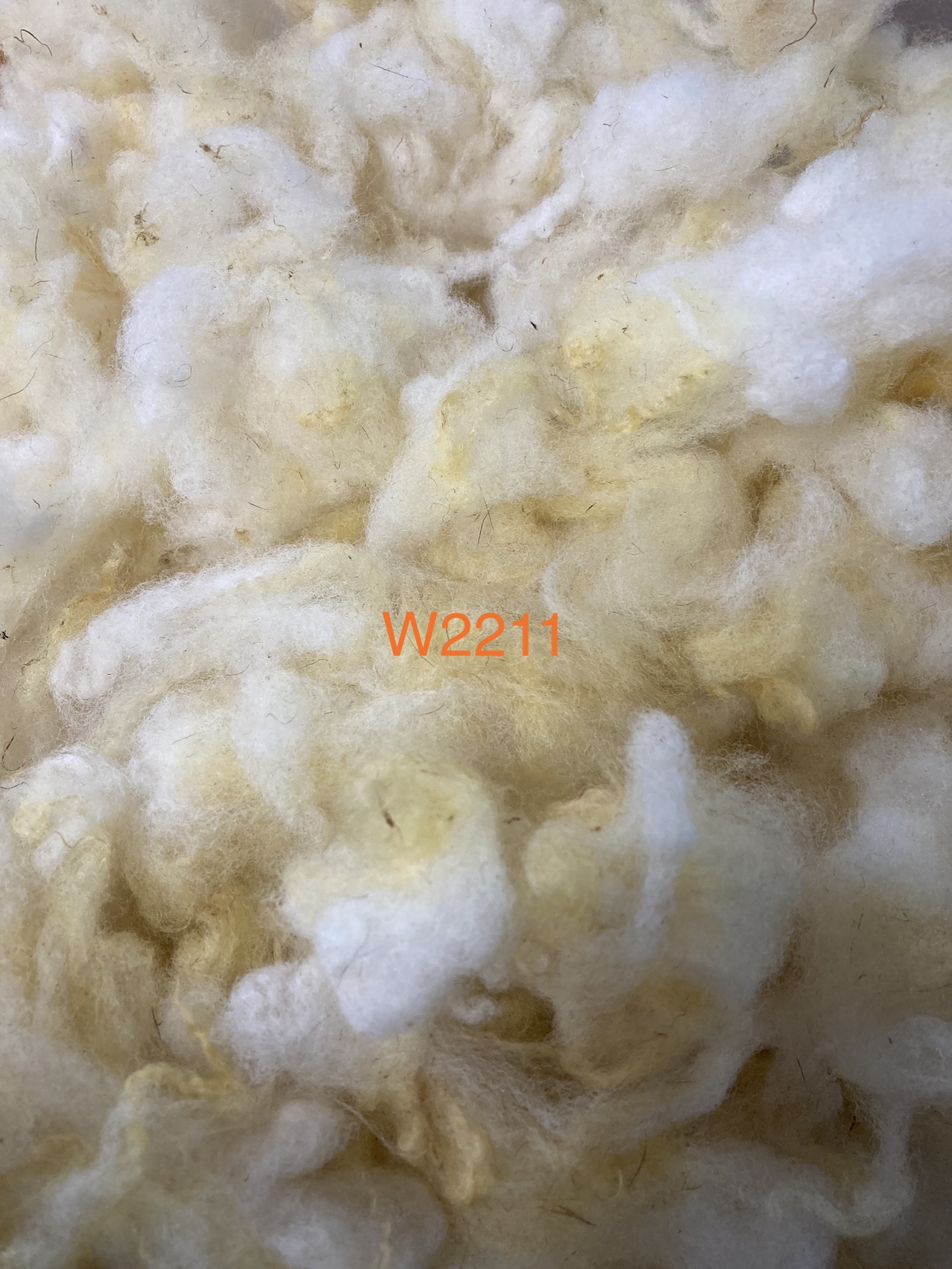 手洗い羊毛2211画像