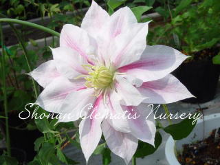 アンドロメダの画像