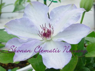 イワン・オルソンの画像