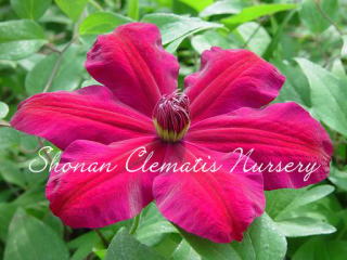 ウェスタープラッタの画像