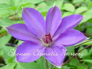 エルサ・スパスの画像