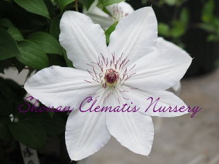 おぼろ月の画像