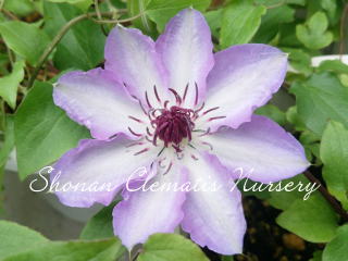 紀三井寺の画像