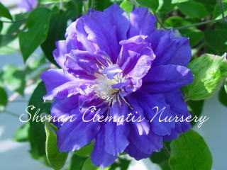 キリ・テ・カナワの画像