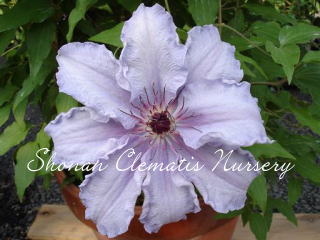 ザ・ファースト・レディーの画像