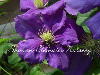 ジェネラル・シコルスキーの画像