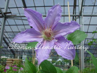 ナカツネ　クレマチス　10点 湘南クレマチス園 - シグネ