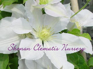 湘南の富士の画像