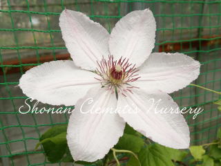 ジョン・ピクトンの画像