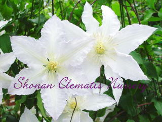 ジリアン・ブレイズの画像