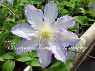 シリスランドの画像