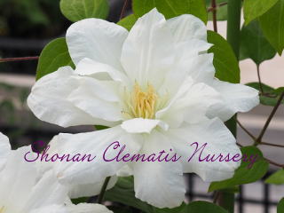 シルビア・デニーの画像