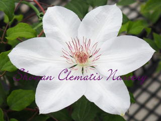 スノー・クィーンの画像