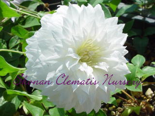 ダッチス・オブ・エジンバラの画像