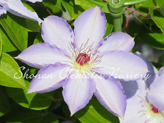 天理の朝霞の画像