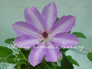 ともしびの画像