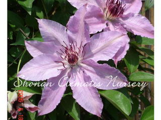 ハーモニーの画像