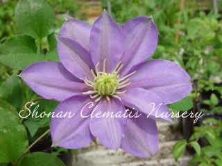 パストラーレの画像