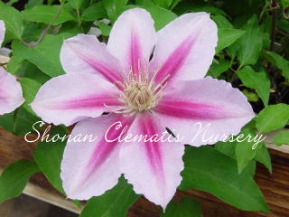 ビーズ・ジュビリーの画像