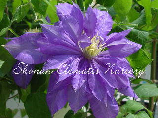 ビューティー・オブ・フォスターの画像