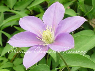 ブルー・アイズの画像