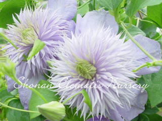 ブルー・ライトの画像