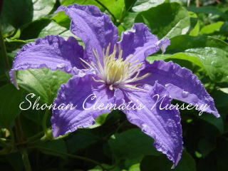 フレデリック・ショパンの画像