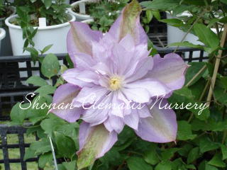 プロチウスの画像