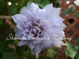 ベル・オブ・ウォーキングの画像