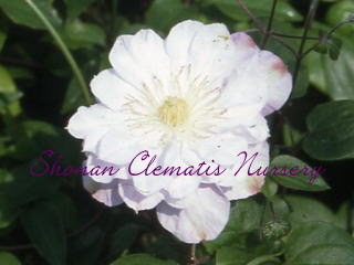 ベロニカズ・チョイスの画像