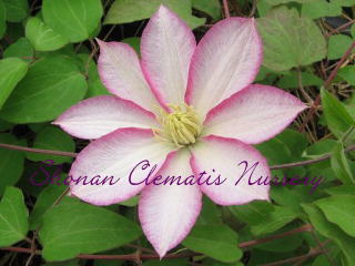 星のタンゴの画像