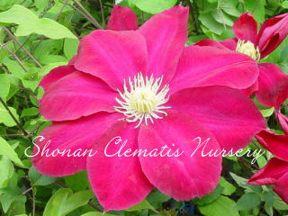 星のフラメンコの画像