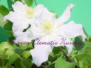 マーキュリーの画像