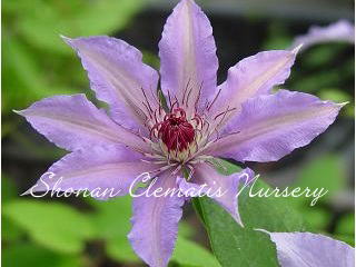 マスカレードの画像