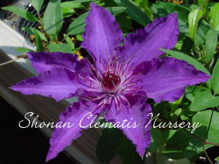 マリア・ルイス・ヤンセンの画像