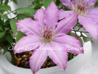 ミス東京の画像