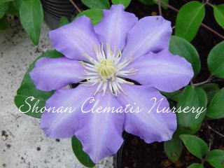 ミセス・P・B・トゥローの画像