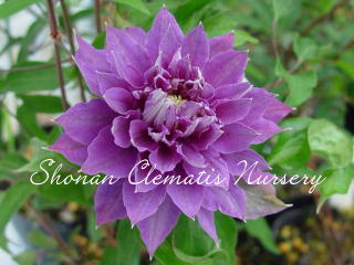 八重垣姫の画像