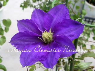 ラザースタンの画像