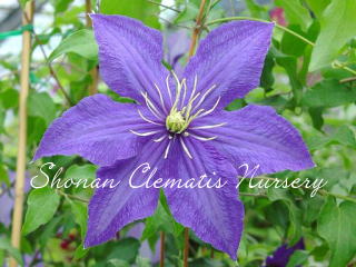 ラプソディーの画像