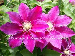 レッド・パールの画像