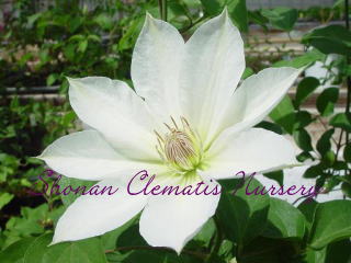 ローラ・デニーの画像