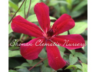 アラーナの画像